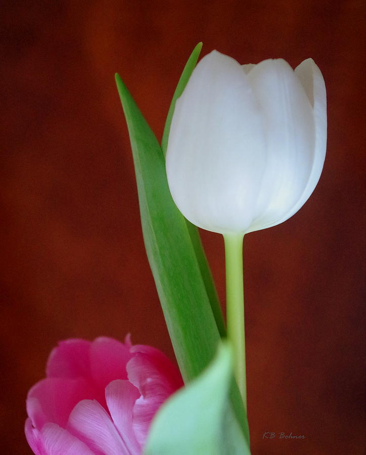 White Tulip on Brown Photograph by Kevin B Bohner