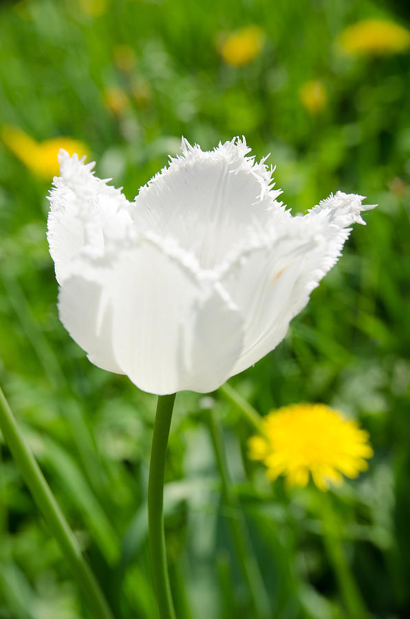 White Tulip on the green background Photograph by Michael Goyberg