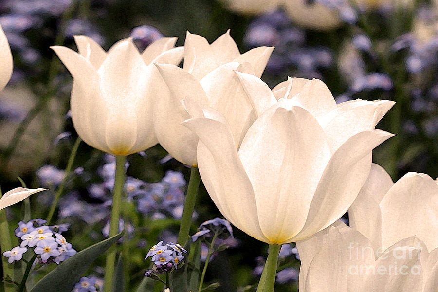Tulip Digital Art - White Tulip by Paul Gentille