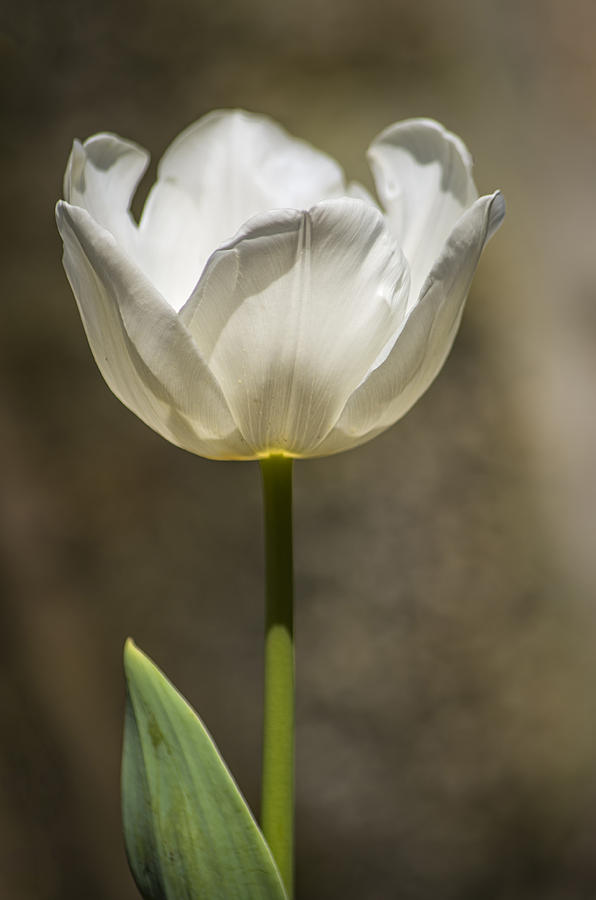White tulip Photograph by Paulo Goncalves