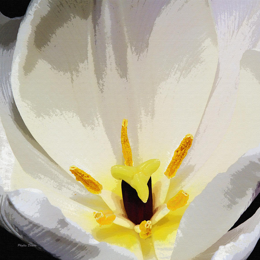 White Tulip  Photograph by Phyllis Denton