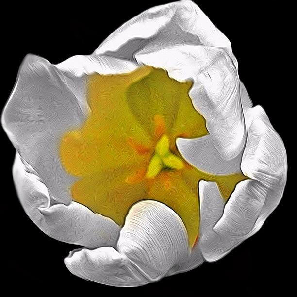 White Tulip Photograph by Rita Frederick