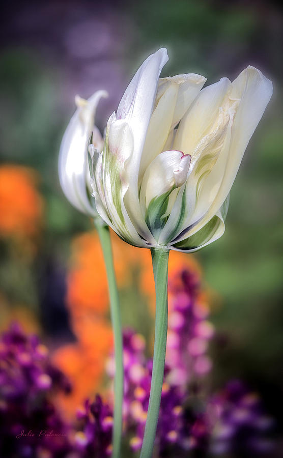 Spring Photograph - White Tulip Splash of Color by Julie Palencia