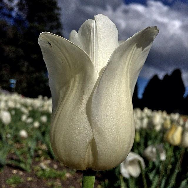 White Tulip Stretching Into Cloudy Photograph by Cee Lew