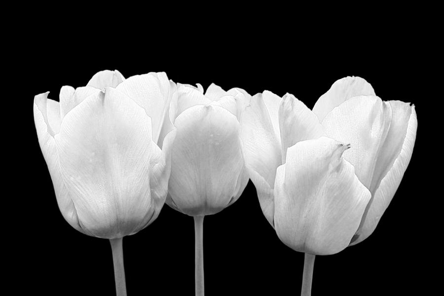 White Tulip Triple On Black Photograph by Gill Billington