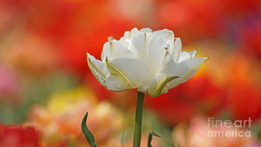 White Tulip Weisse gefuellte Tulpe Photograph by Eva-Maria Di Bella