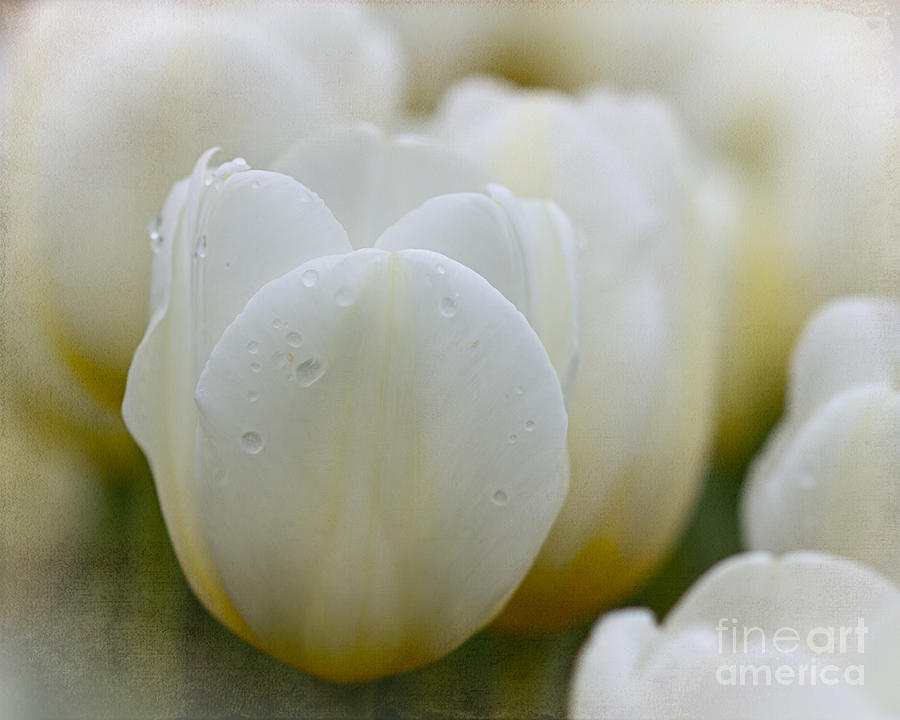White Tulip With Dew Photograph