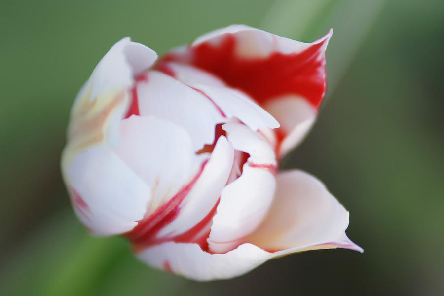 White Tulip With Red Edges Photograph by Alex Grichenko