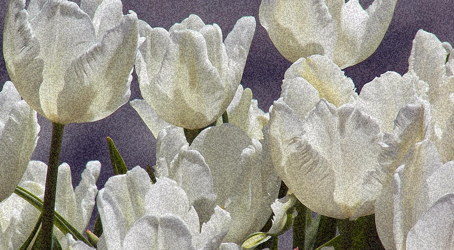 White Tulips 2 Photograph by Steven Huszar