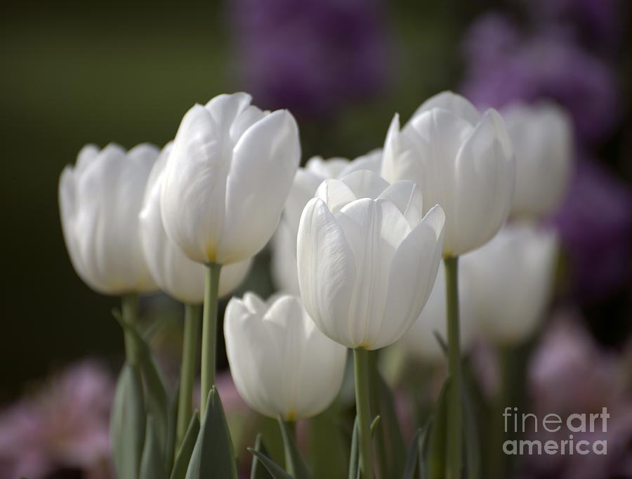 Tulip Photograph - White Tulips 9169 by Terri Winkler