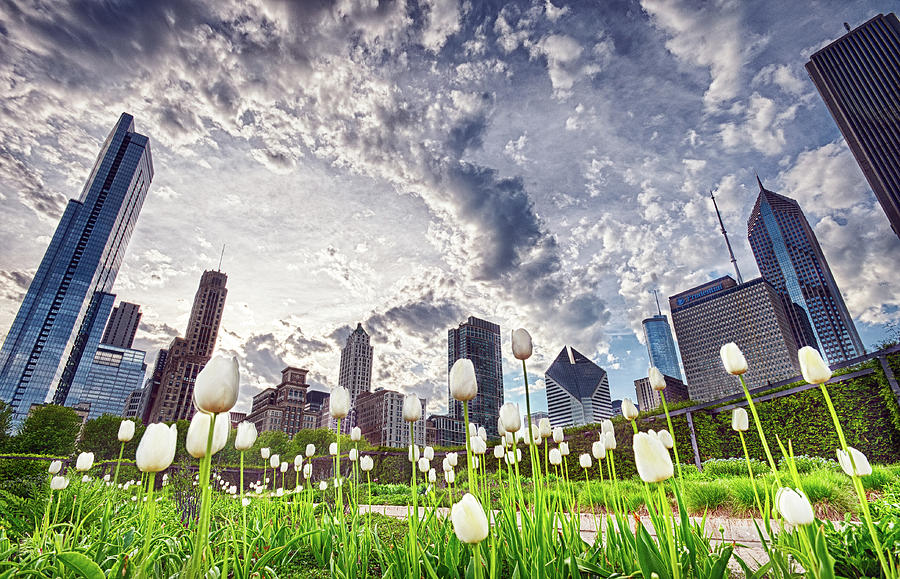 White Tulips And Skyline by By Ken Ilio