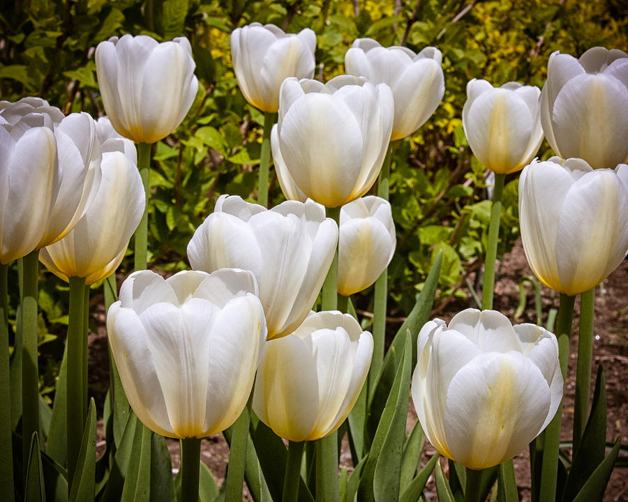 White Tulips Photograph by Brian Caldwell