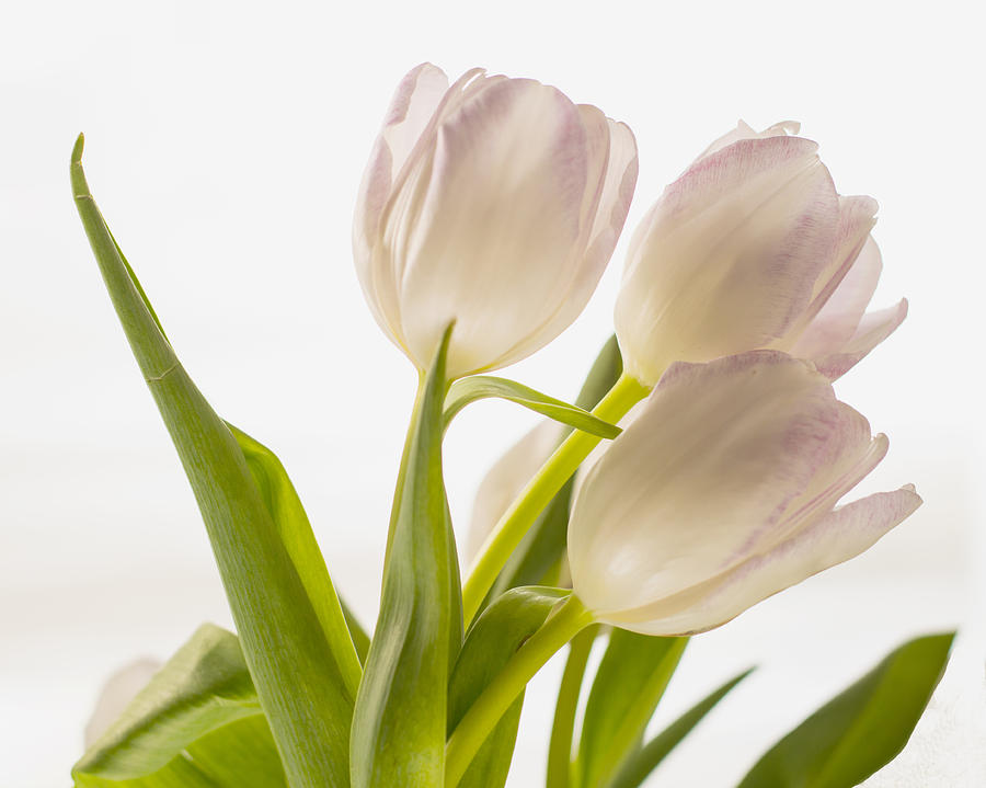 Flower Photograph - White Tulips by Diane Bell