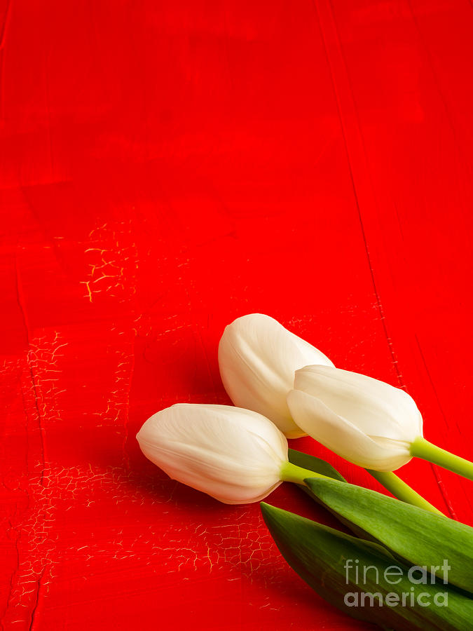 White Tulips Photograph by Edward Fielding