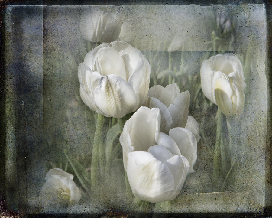 White Tulips Photograph by Evie Carrier
