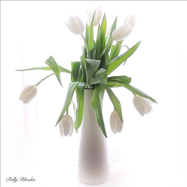 Flower Photograph - White Tulips For Mothers Day by Polly Rhodes
