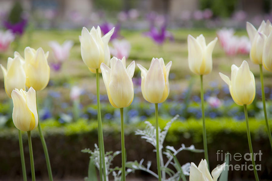 White Tulips in Parisian Garden Photograph by Brian Jannsen