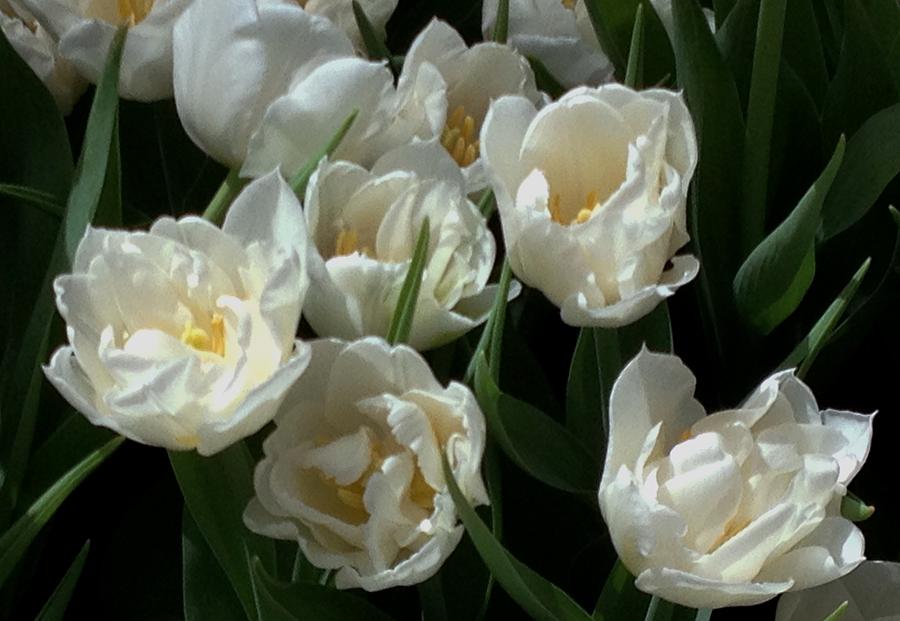 White Tulips in the Garden Photograph by Jan Moore