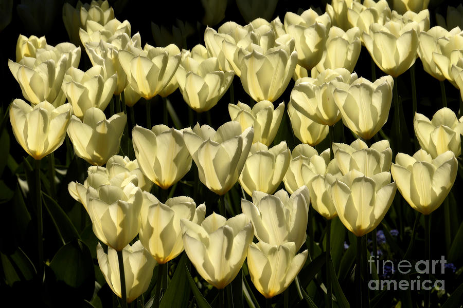 Tulip Photograph - White tulips by Inge Riis McDonald