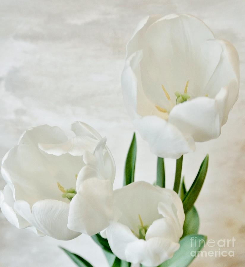 White Tulips Inside Photograph by Marsha Heiken