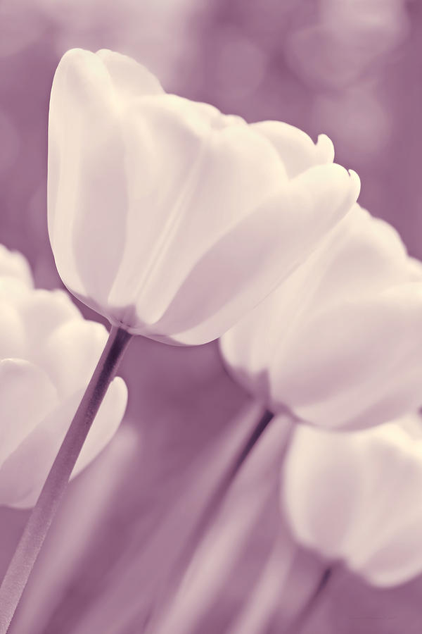 Spring Photograph - White Tulips Purple Monochrome by Jennie Marie Schell