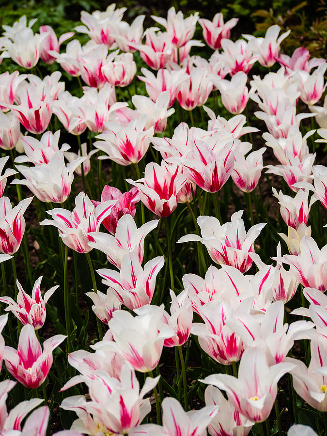 White Tulips Photograph by Mark Llewellyn