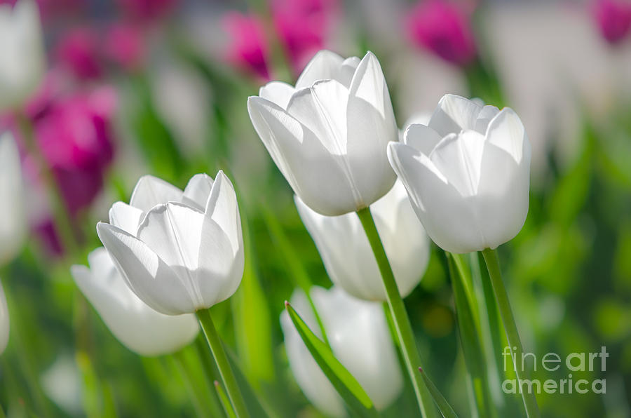 White Tulips Photograph by Michael Arend