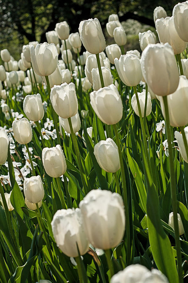 White Tulips Photograph by Michael Porchik
