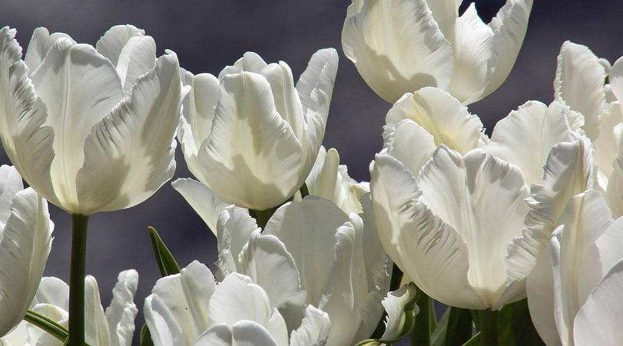 White Tulips Photograph by Steven Huszar
