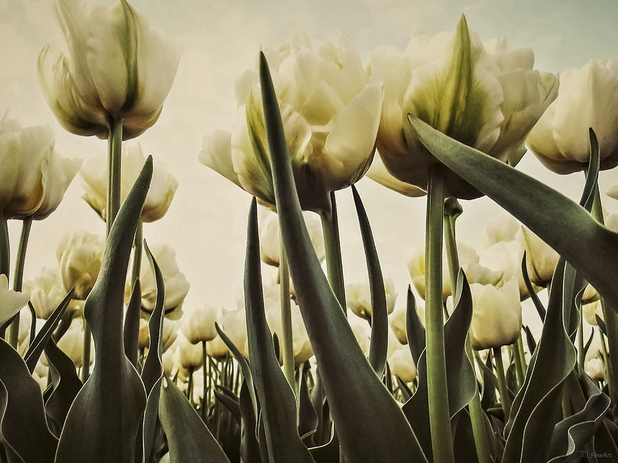 Tulip Photograph - White Tulips by Yvon van der Wijk