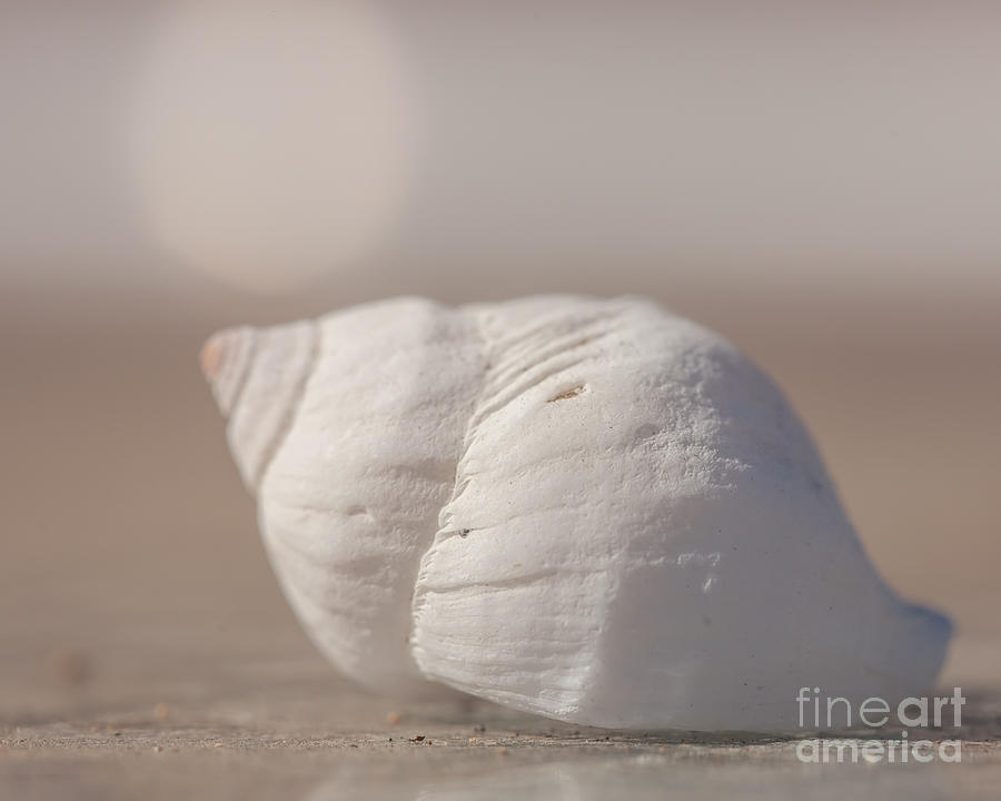 Nature Photograph - White Turbo Shell by Lucid Mood