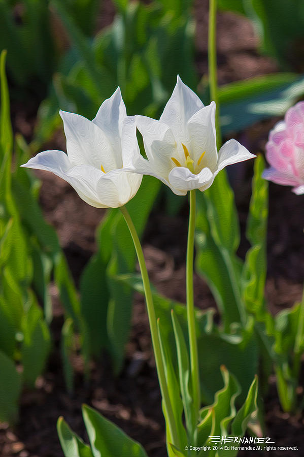 White Twin Flowers In The Sun Digital Art