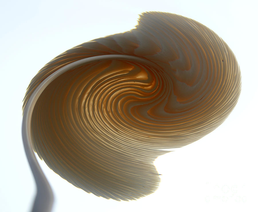 Mushroom Photograph - White Twirl by Tina M Wenger