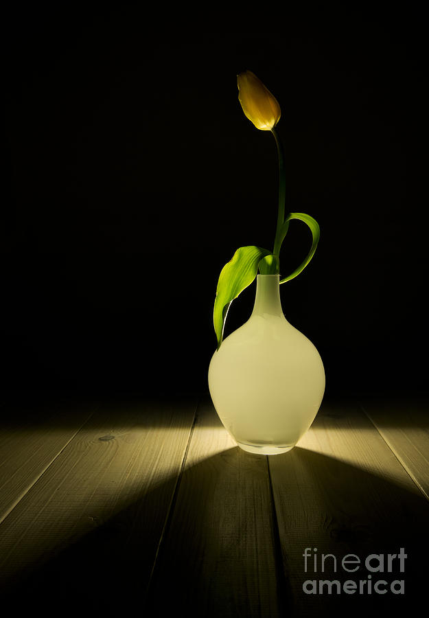 White vase Photograph by Jaroslaw Blaminsky