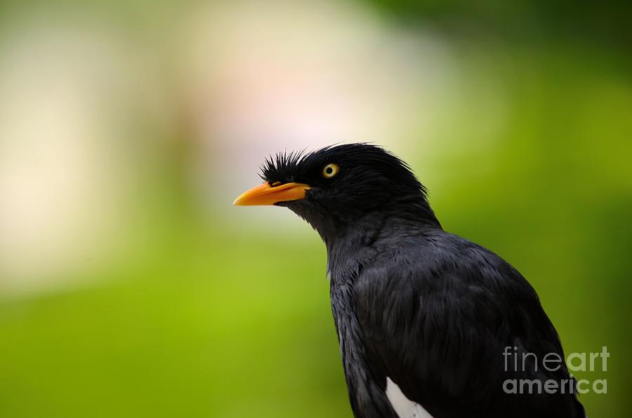 White vented Myna bird with feathers standing above beak Photograph by Imran Ahmed
