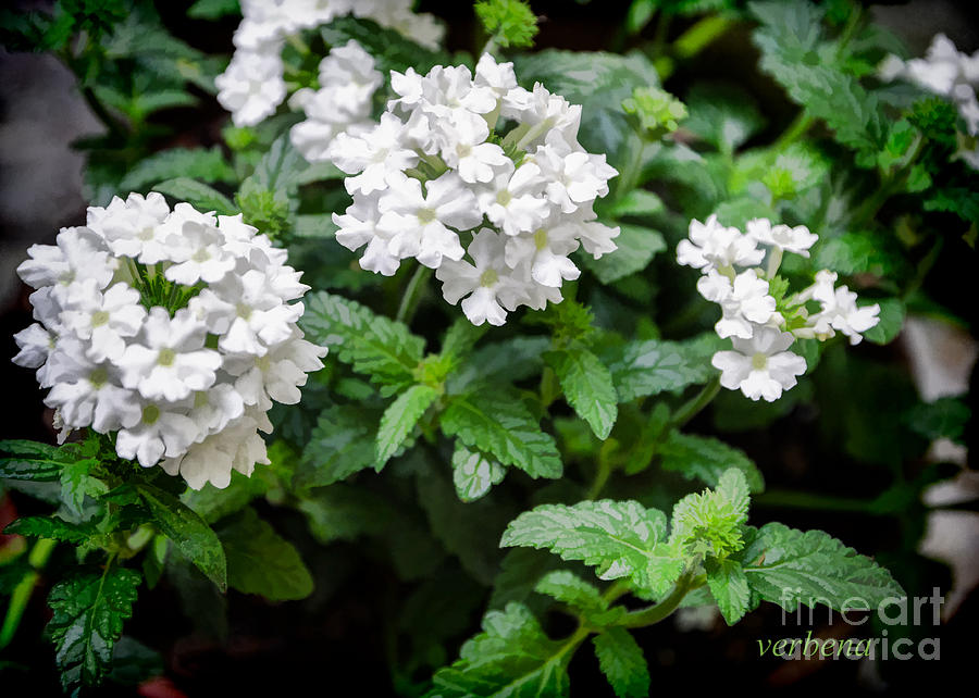 Flower Photograph - White Verbena Art by Kathleen K Parker