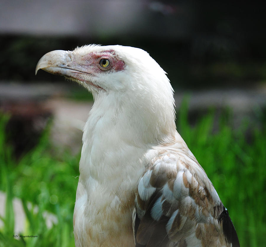 Vulture Photograph - White Vulture by DiDi Higginbotham