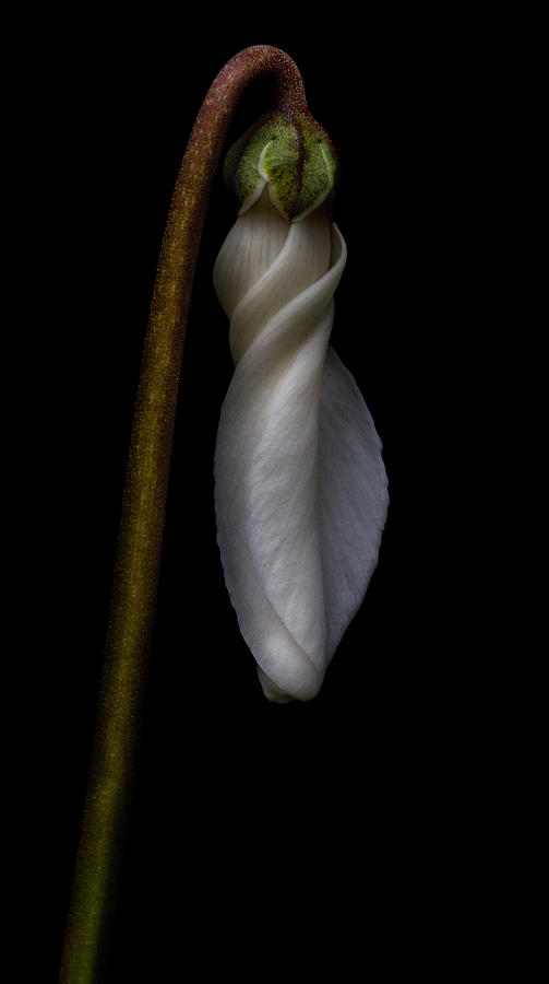 White Waiting To Bloom Photograph by Robert Woodward