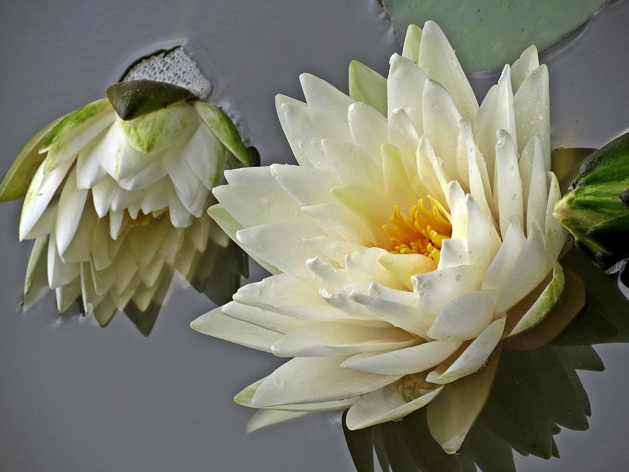 White Water Lilies Photograph by MTBobbins Photography