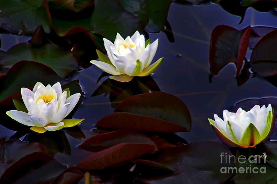 White Water Lilies Photograph by Nina Ficur Feenan