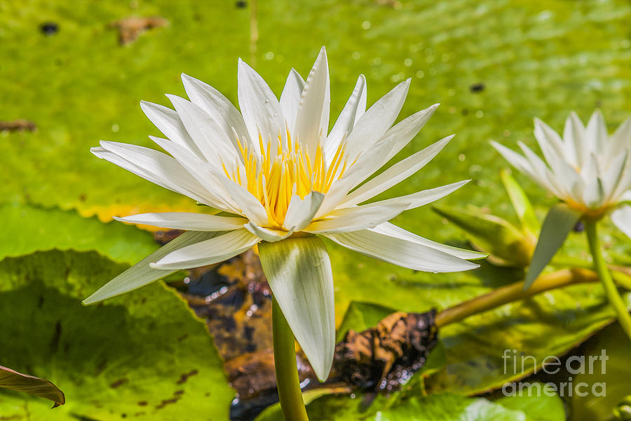 White water lilies Photograph by Patricia Hofmeester