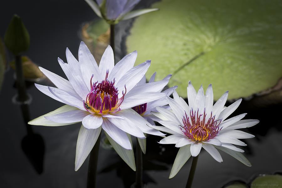 White Water Lilies Photograph by Phil Abrams