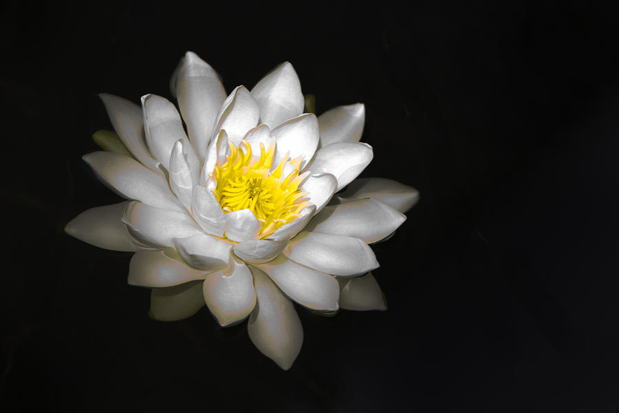 White Water Lily on Black Photograph by Patti Deters