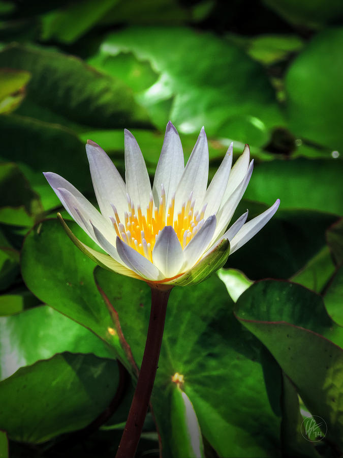 White Water Lily 001 Photograph by Lance Vaughn