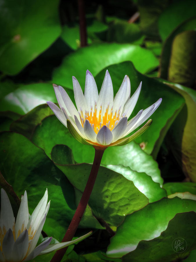White Water Lily 002 Photograph by Lance Vaughn