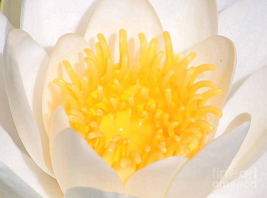 White Water Lily 2 Photograph by Amanda Mohler