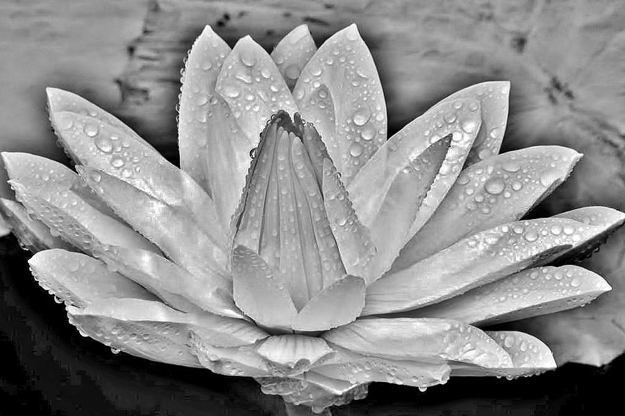 White Water Lily After the Shower - Black and White - Longwood Gardens Photograph by Kim Bemis