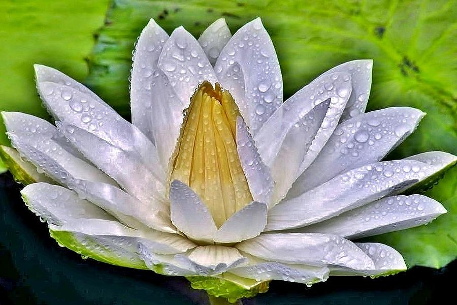 White Water Lily After the Shower - Longwood Gardens Photograph by Kim Bemis