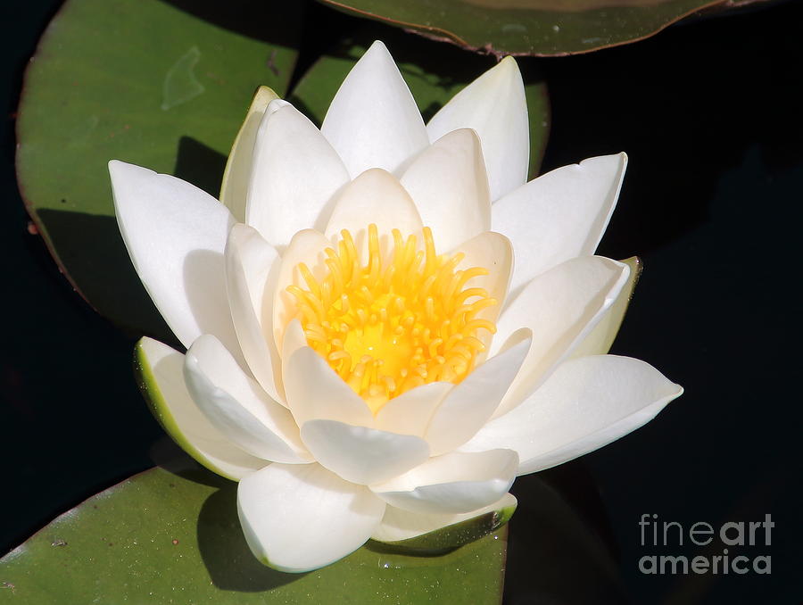 White Water Lily Photograph by Amanda Mohler