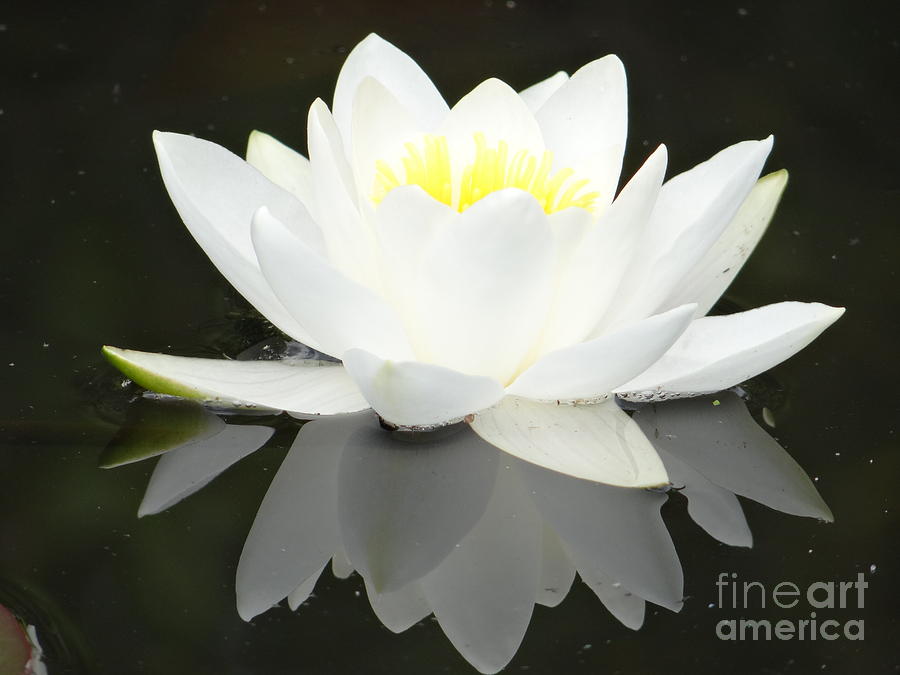 White water lily and black background Photograph by Karin Ravasio